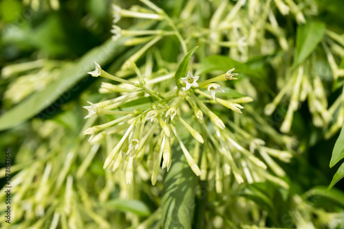 Beautiful night-blooming jasmine (Cestrum nocturnum) flowers.