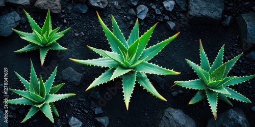 Atop view of multiple aloe vera plants on dark volcanic rocks showcasing their green leaves and sharp edges