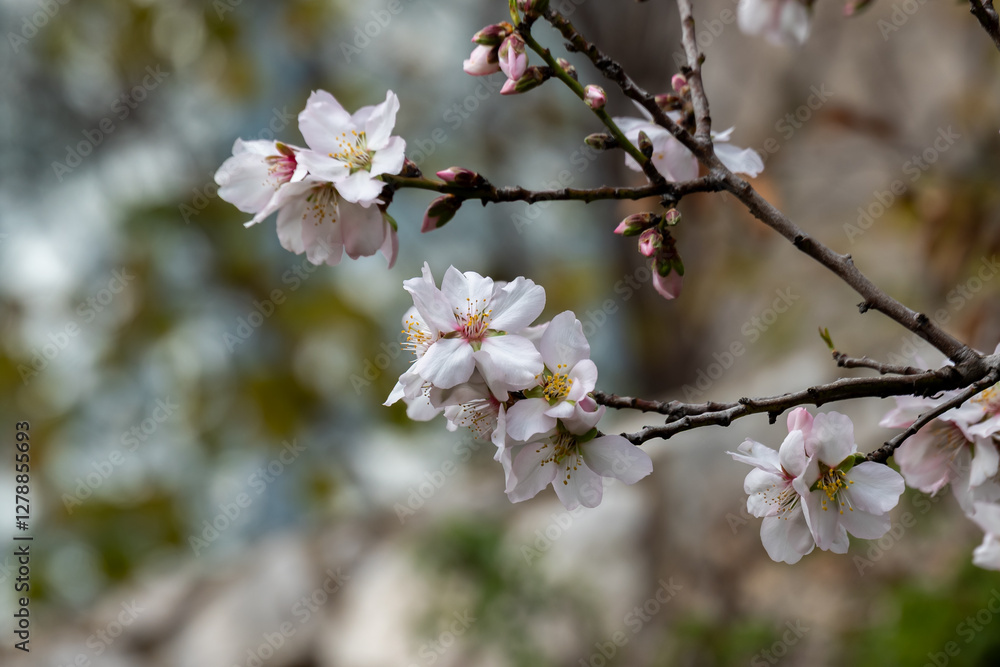 Beautiful, delicate, white and pink early Spring almond blossoms in northern Israel.
Beautiful, delicate, white and pink early Spring almond blossoms in northern Israel.