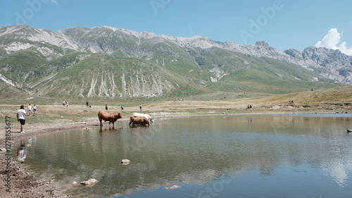 gregge di mucche al pascolo si abbeverano in lago sulla montagna photo