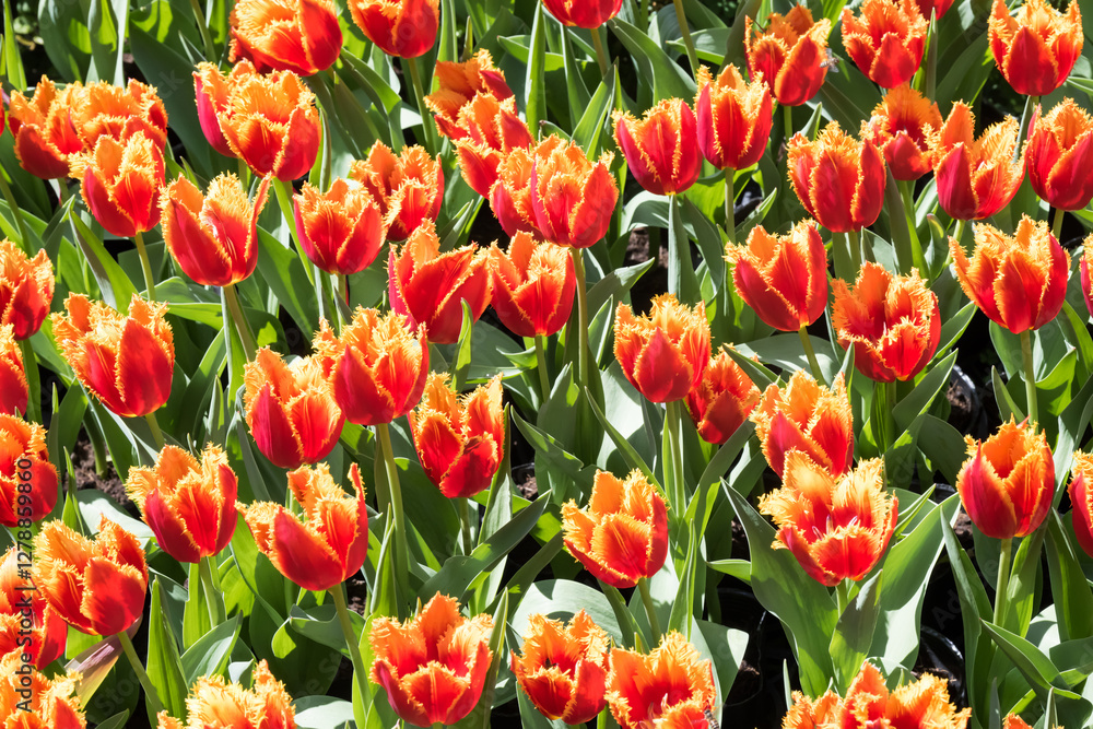 Fototapeta premium Beautiful blooming tulips in the park.