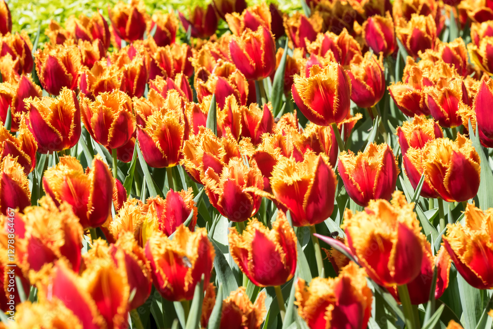 Beautiful blooming tulips in the park. Beautiful blooming tulips in the park.
