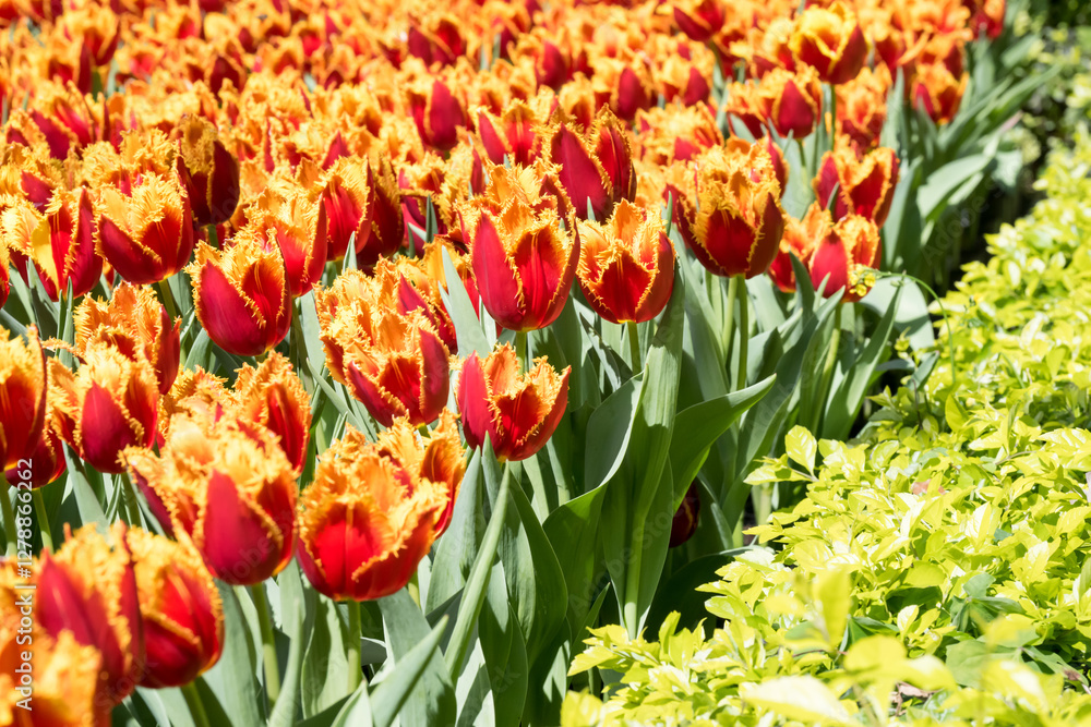 Obraz premium Beautiful blooming tulips in the park.