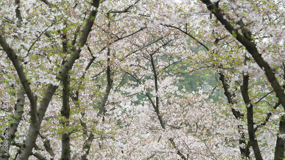 The beautiful flowers blooming in the garden in spring
The beautiful flowers blooming in the garden in spring