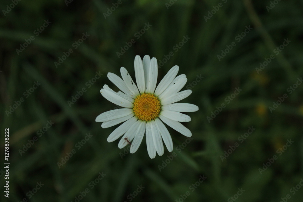 Obraz premium daisy in the grass