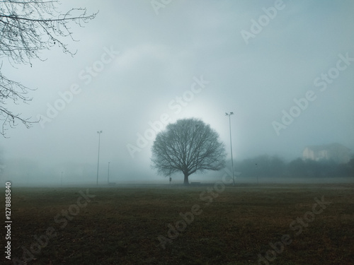 tree in the fog