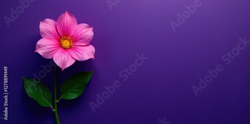 Dark purple wall with a single, isolated flower blooming, flowers, serenity photo