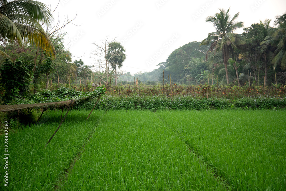 Obraz premium Beautiful village paddy field of Bangladesh. Scenic view of agricultural field