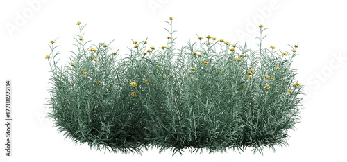 Photos 3d render of  Helichrysum arenarium also known as dwarf everlast,