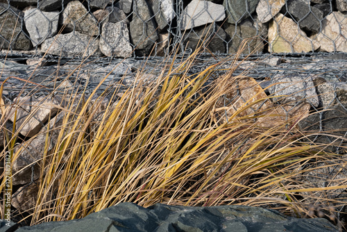 Autumn grass sprouting through the stones