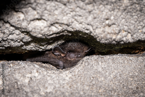 silver-haired bat (Lasionycteris noctivagans)