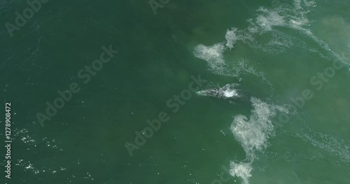 Wallpaper Mural Gray Whales Near the Shore: The Remarkable 2025 Migration in baja california sur , mexico Torontodigital.ca