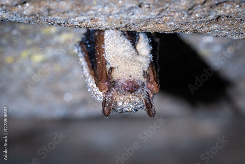Tricolored Bat (Perimyotis subflavus)
