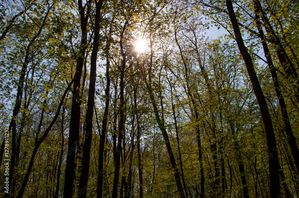 Nature with lush forest tree. Spring nature with sunlit. Tree in lush forest. Nature landscape. Landscape with forest in spring. Treetop of woodland. Forestry. Green forest in spring. Morning sun Nature with lush forest tree. Spring nature with sunlit. Tree in lush forest. Nature landscape. Landscape with forest in spring. Treetop of woodland. Forestry. Green forest in spring. Morning sun