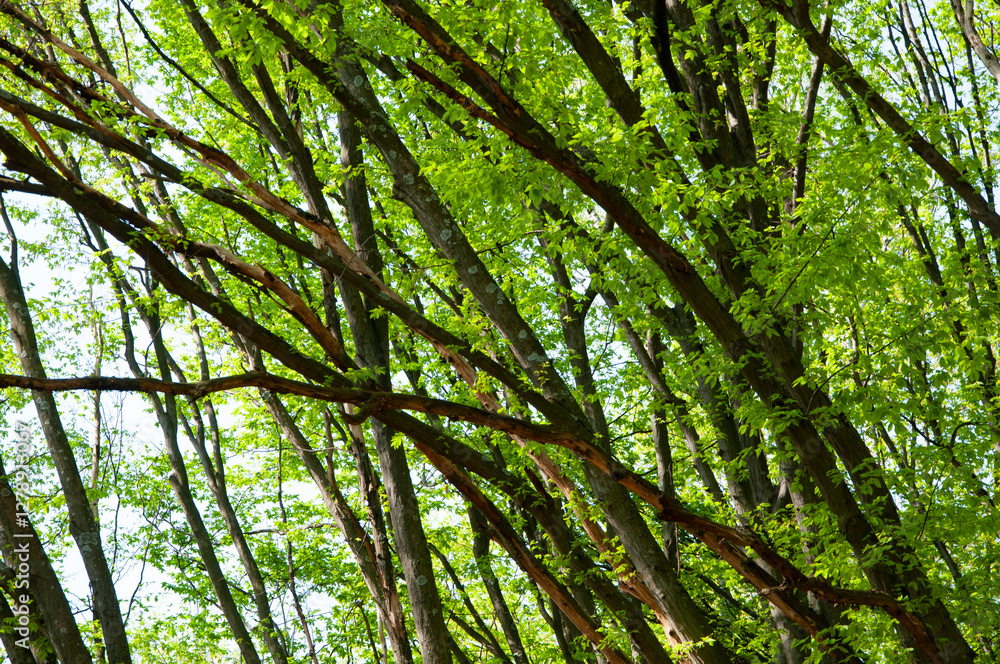 Obraz premium Tree in lush forest. Nature landscape. Landscape with forest in spring. Treetop of woodland. Forestry. Green forest in spring. Nature with lush forest tree. Spring nature background