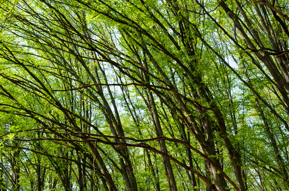 Obraz premium Nature landscape. Landscape with forest in spring. Treetop of woodland. Forestry. Green forest in spring. Nature with lush forest tree. Spring nature background. Tree in lush forest. Spring season
