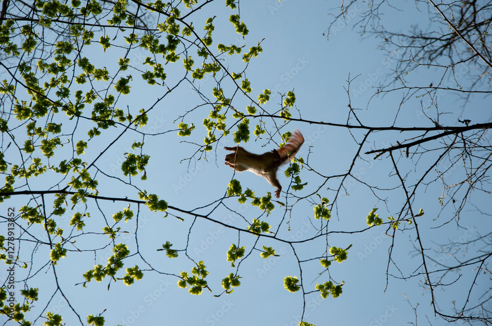 Squirrel jumping from the tree. Rodent animal chipmunk. Rodent animal family. Wildlife nature. Forest with squirrel. Wild squirrel. Chipmunk rodent. Gopher outdoor. Wild animal in nature Squirrel jumping from the tree. Rodent animal chipmunk. Rodent animal family. Wildlife nature. Forest with squirrel. Wild squirrel. Chipmunk rodent. Gopher outdoor. Wild animal in nature