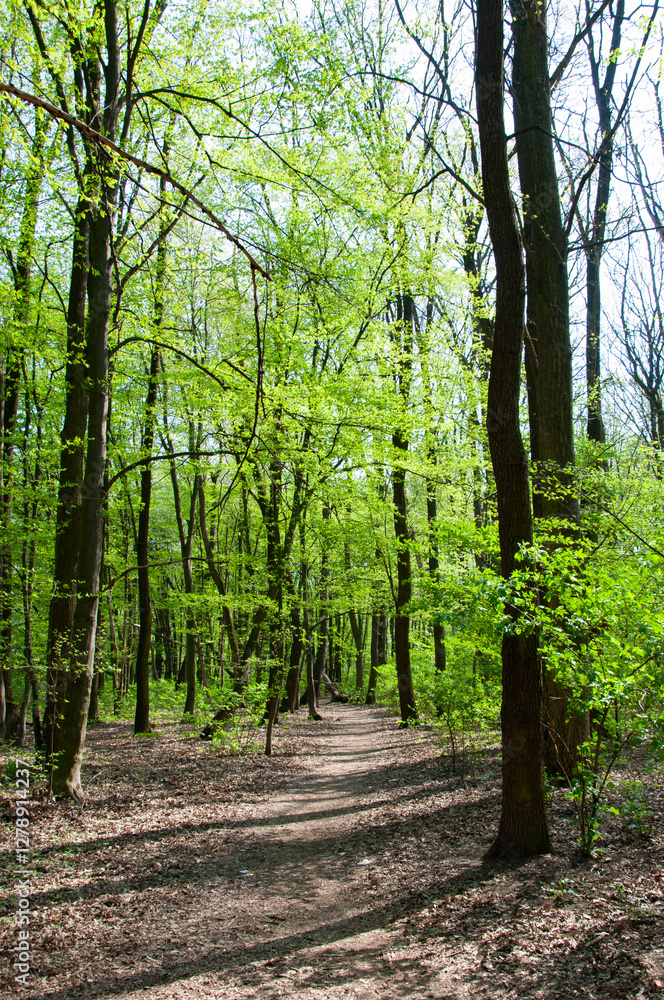 Fototapeta premium Green forest in spring. Ecosystem and healthy environment. Spring forest nature with hiking trail. Tree in lush forest. Nature landscape. Landscape with forest in spring. Hiking trail. Woodland trail