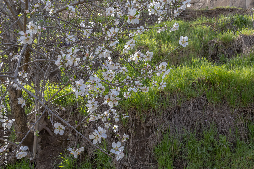 Fototapeta premium Blooming fruit trees in spring on a clear sunny day. Flowers on the branches of trees. The fragrance of the flowering trees spreads throughout the area. Background of blooming gardens.