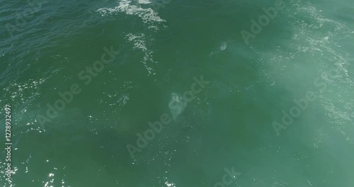 Wallpaper Mural Gray Whales Near the Shore: The Remarkable 2025 Migration in baja california sur , mexico Torontodigital.ca