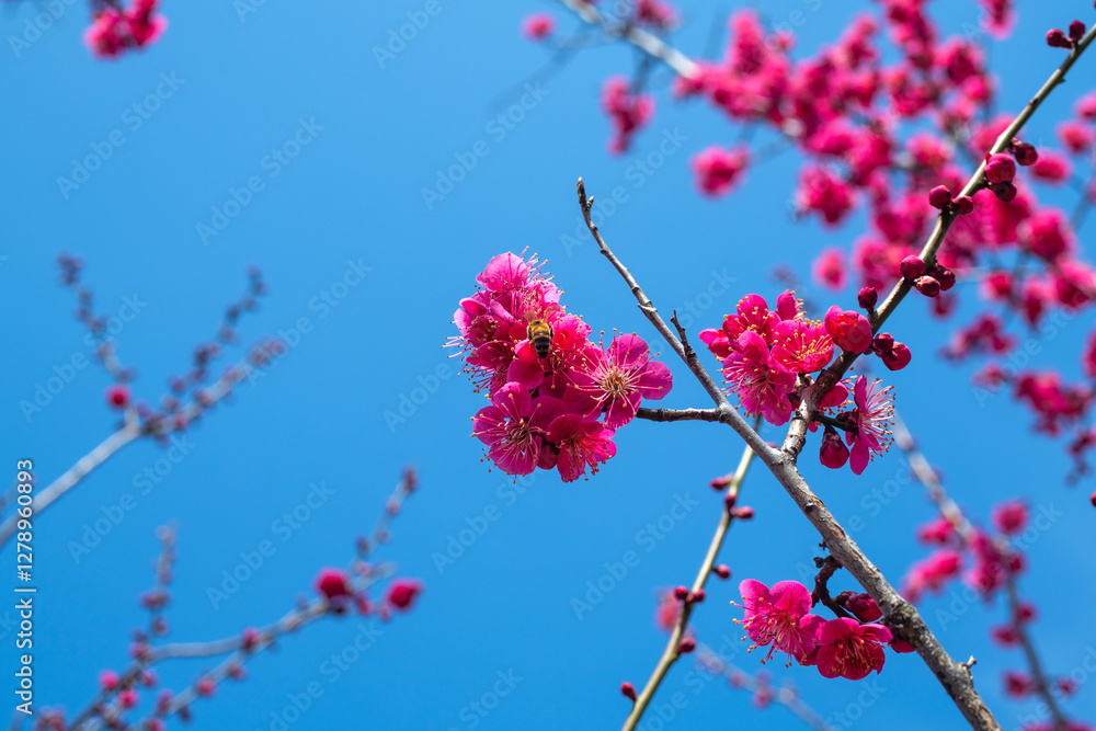 close-up of the plum blossom in spring close-up of the plum blossom in spring
