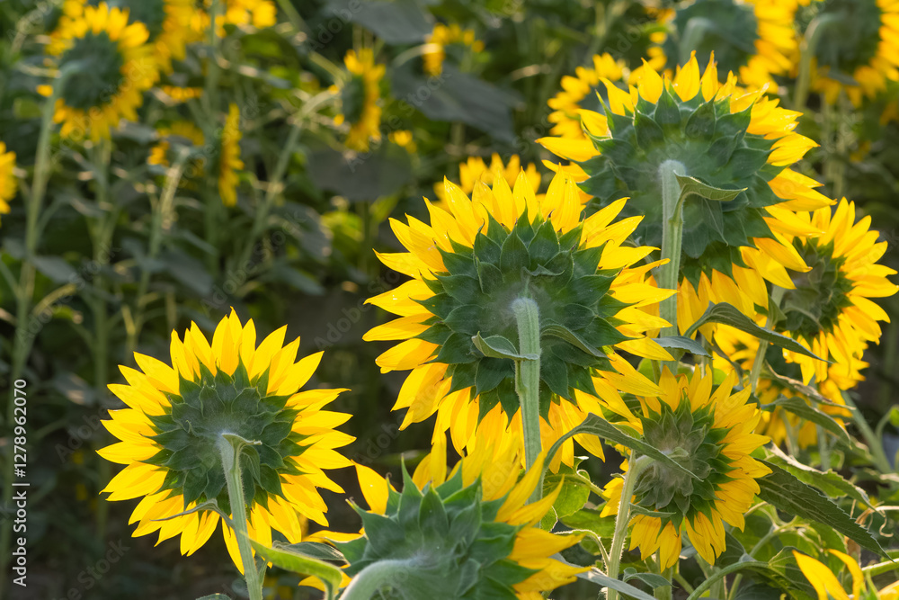 yellow flowers, agricultural products. photos of sunflowers. yellow flowers, agricultural products. photos of sunflowers.