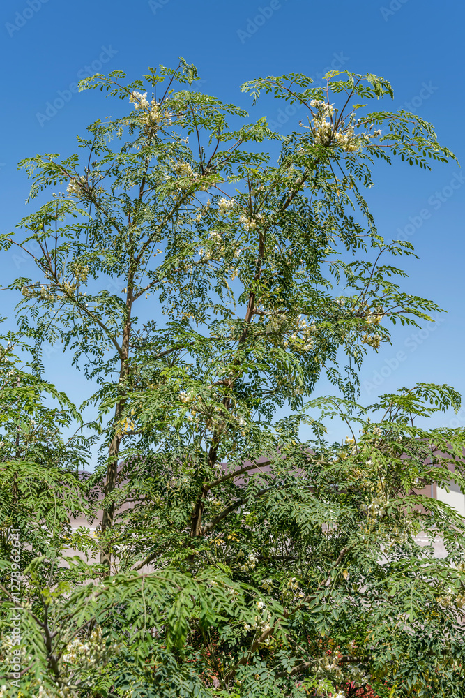 Moringa bush in desert, near Springbokwasser, Namibia
