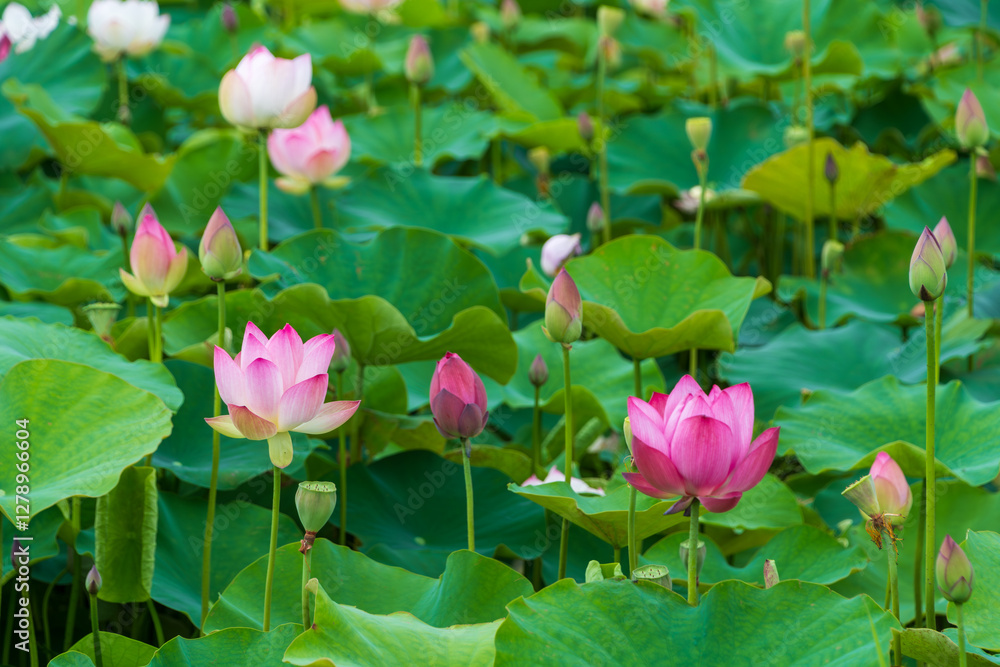 美しく咲くピンクの蓮の花