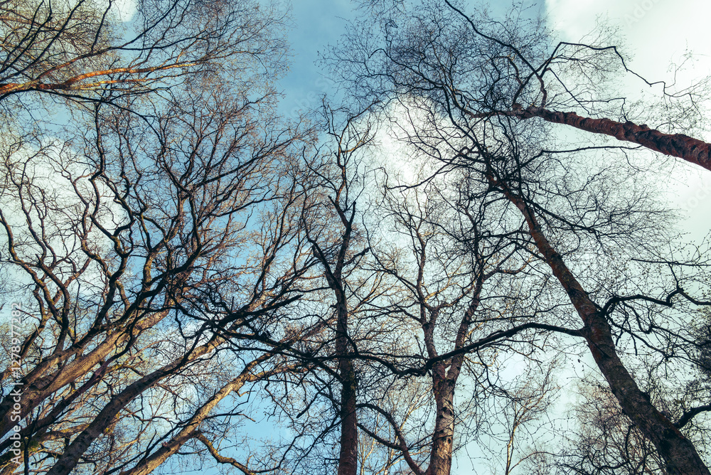 An upward view of leafless tree canopies in late winter bathed in soft sunlight, against a backdrop of scattered clouds and pale blue hues An upward view of leafless tree canopies in late winter bathed in soft sunlight, against a backdrop of scattered clouds and pale blue hues