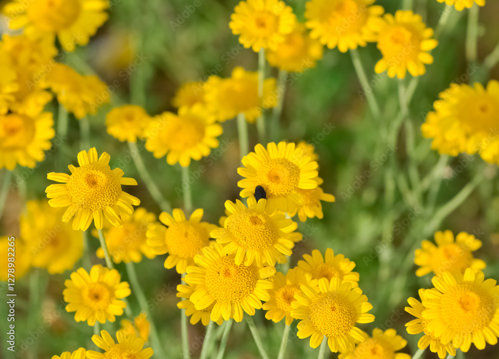 natural flower images. wild daisy photos.