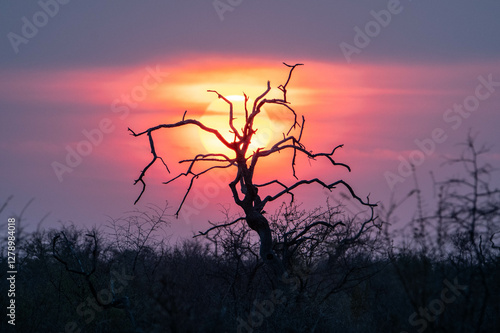 Sunset in the savannah
