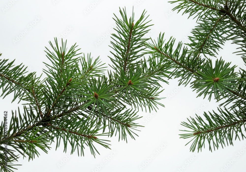 Pine branches, green needles, white background, nature photography, botanical illustration, minimalist composition, tree foliage Pine branches, green needles, white background, nature photography, botanical illustration, minimalist composition, tree foliage
