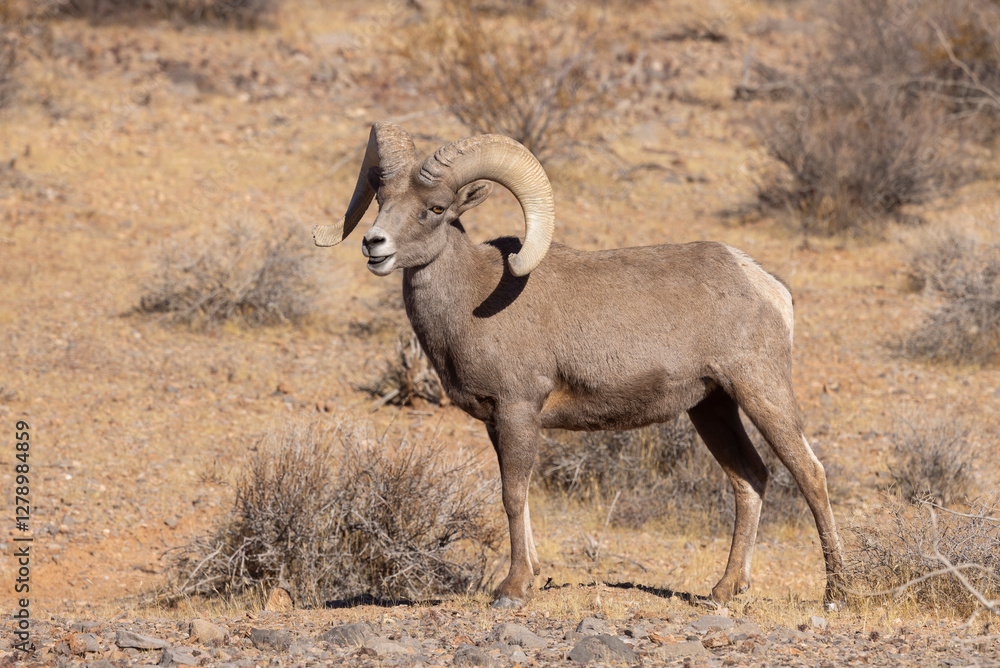 Naklejka premium Desert Bighorn Sheep ram in the Nevada Desert