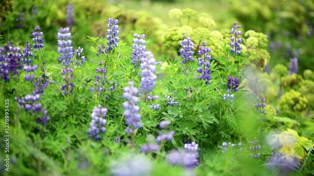 Beautiful summer landscape of Icelandic nature with blooming lupine flowers. Northern Europe, Iceland. Beautiful summer landscape of Icelandic nature with blooming lupine flowers. Northern Europe, Iceland.