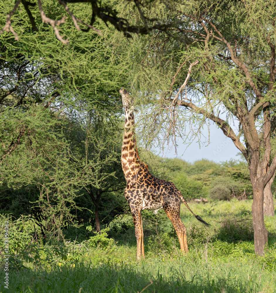 Obraz premium giraffe in the wild