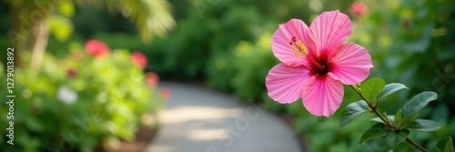 Pink hibiscus flower in a garden with a stone pathway, hibiscus bloom, garden landscape