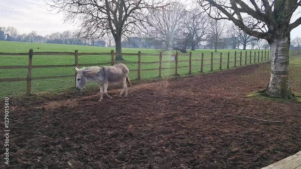 Donkeys in pens on a peaceful English farm, enjoying the serene environment Donkeys in pens on a peaceful English farm, enjoying the serene environment