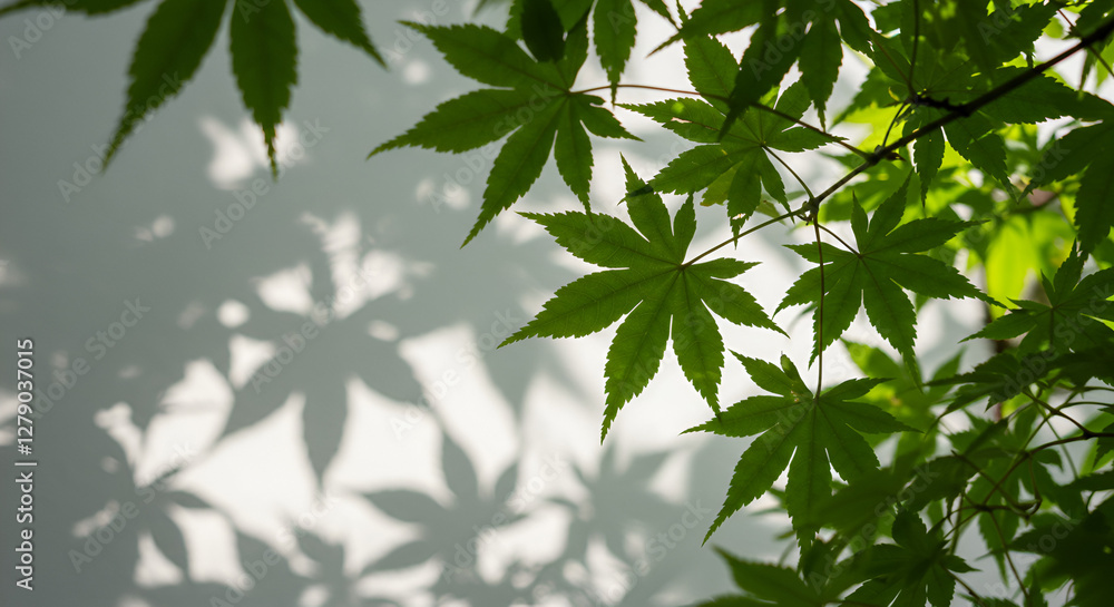leaves of a eucalyptus tree cast an intricate, layered shadow on a white wall. leaves of a eucalyptus tree cast an intricate, layered shadow on a white wall.