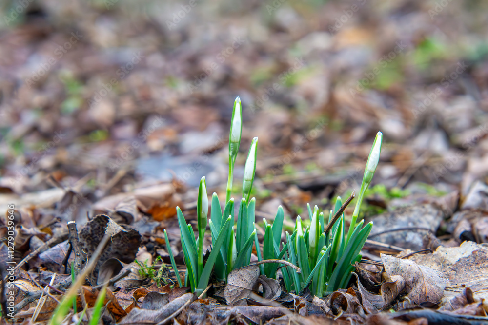 the first young snowdrops in the grass and old yellow-orange leaves from autumn. nature coming to life after winter. first signs of spring.