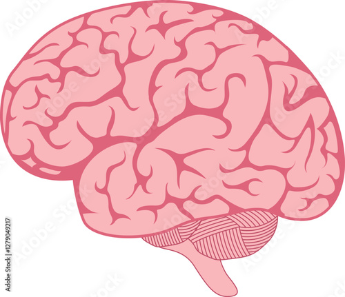 Human Brain Anatomy Design Vector Illustration