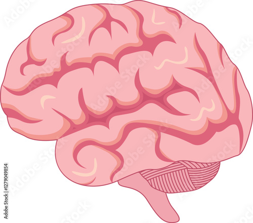 Human Brain Anatomy Design Vector Illustration
