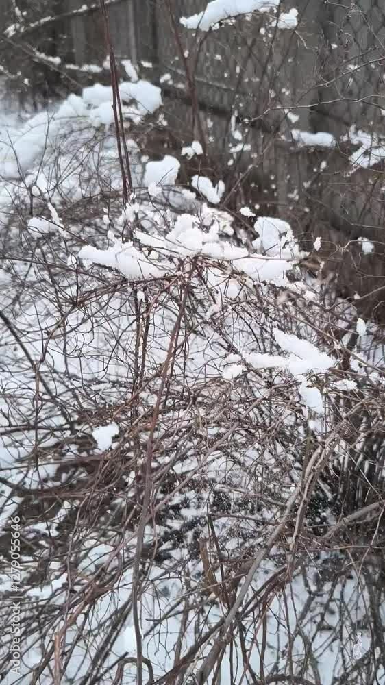 vertical video snow lies on branches.Vertical video of snow-covered branch. White fluffy snow lies on branches. Beautiful landscape in icy forest frosty winter day. vertical video snow lies on branches.Vertical video of snow-covered branch. White fluffy snow lies on branches. Beautiful landscape in icy forest frosty winter day.
