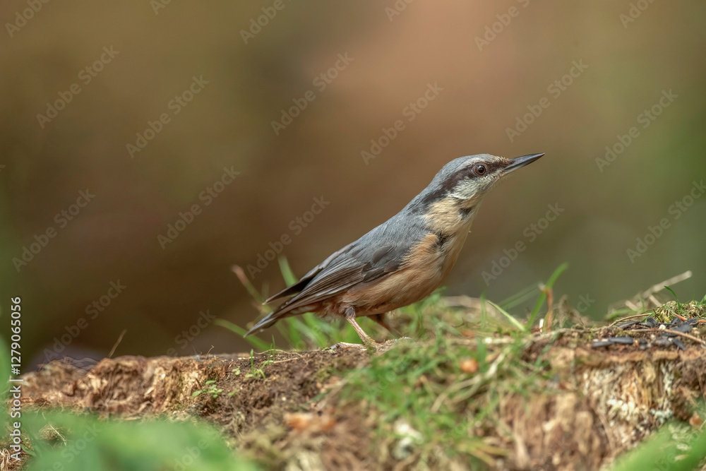 Obraz premium Nuthatch, Sitta europaea, perched on a tree in a forest in the uk in summer.