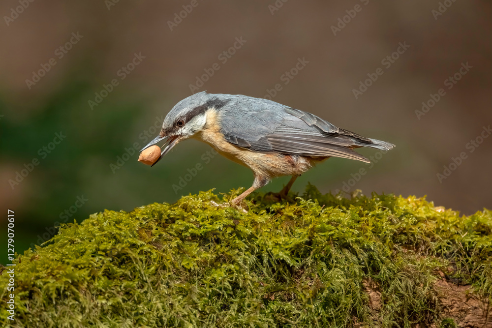 Obraz premium Nuthatch, Sitta europaea, perched on a tree in a forest in the uk in summer.