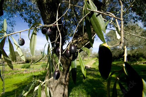 olive tree branch Olive grove near the Santa Cristina fountain sanctuary and the little houses called Muristenes or Cumbessias , near Paulilatino, Province of Oristano, Sardinia, Italy photo