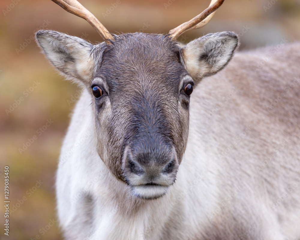 Portrait of a reindeer/caribou in the mountains of Norway. Portrait of a reindeer/caribou in the mountains of Norway.