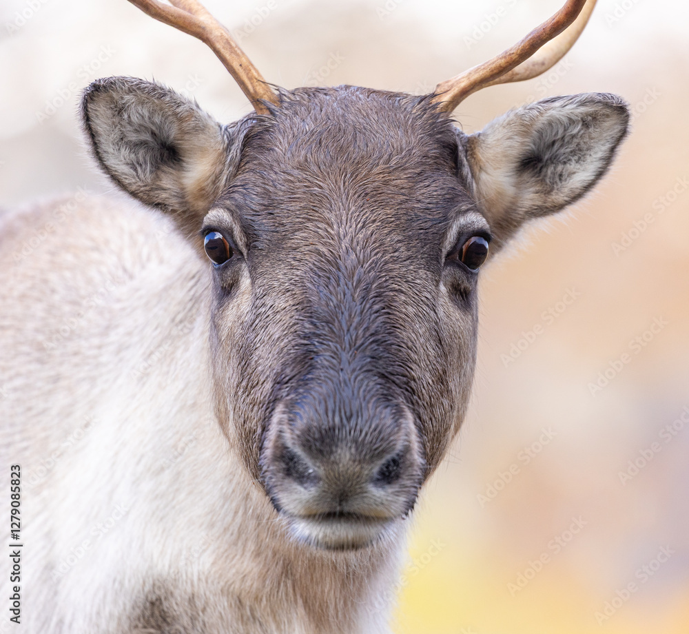 Portrait of a reindeer/caribou in the mountains of Norway. Portrait of a reindeer/caribou in the mountains of Norway.