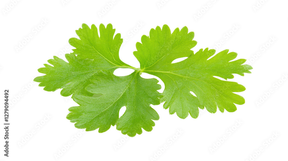Fresh green herb sprigs, vibrant cilantro leaves isolated on white background, ideal for culinary themes and healthy recipes. Isolated on white background or PNG Fresh green herb sprigs, vibrant cilantro leaves isolated on white background, ideal for culinary themes and healthy recipes. Isolated on white background or PNG