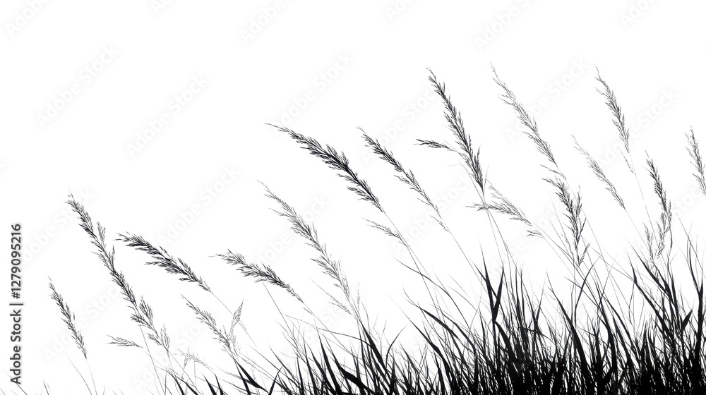 Obraz premium Soft grass blades swaying gently, minimalistic black and white landscape, ideal for nature themes or tranquil settings. Isolated on white background or PNG