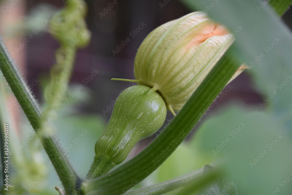Close Up Look at a Growing Butternut Squash Close Up Look at a Growing Butternut Squash